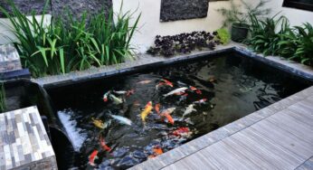 Meningkatkan Produktivitas Kolam Ikan dengan Pakan Berkualitas