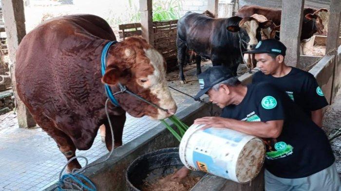 Prabowo Berkurban 58 Sapi untuk Warga Sekitar Rumahnya